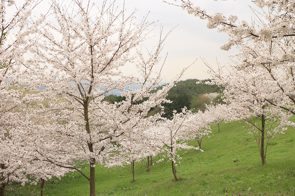 キリン水源の森